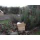 Bumble Bee Nesting Box